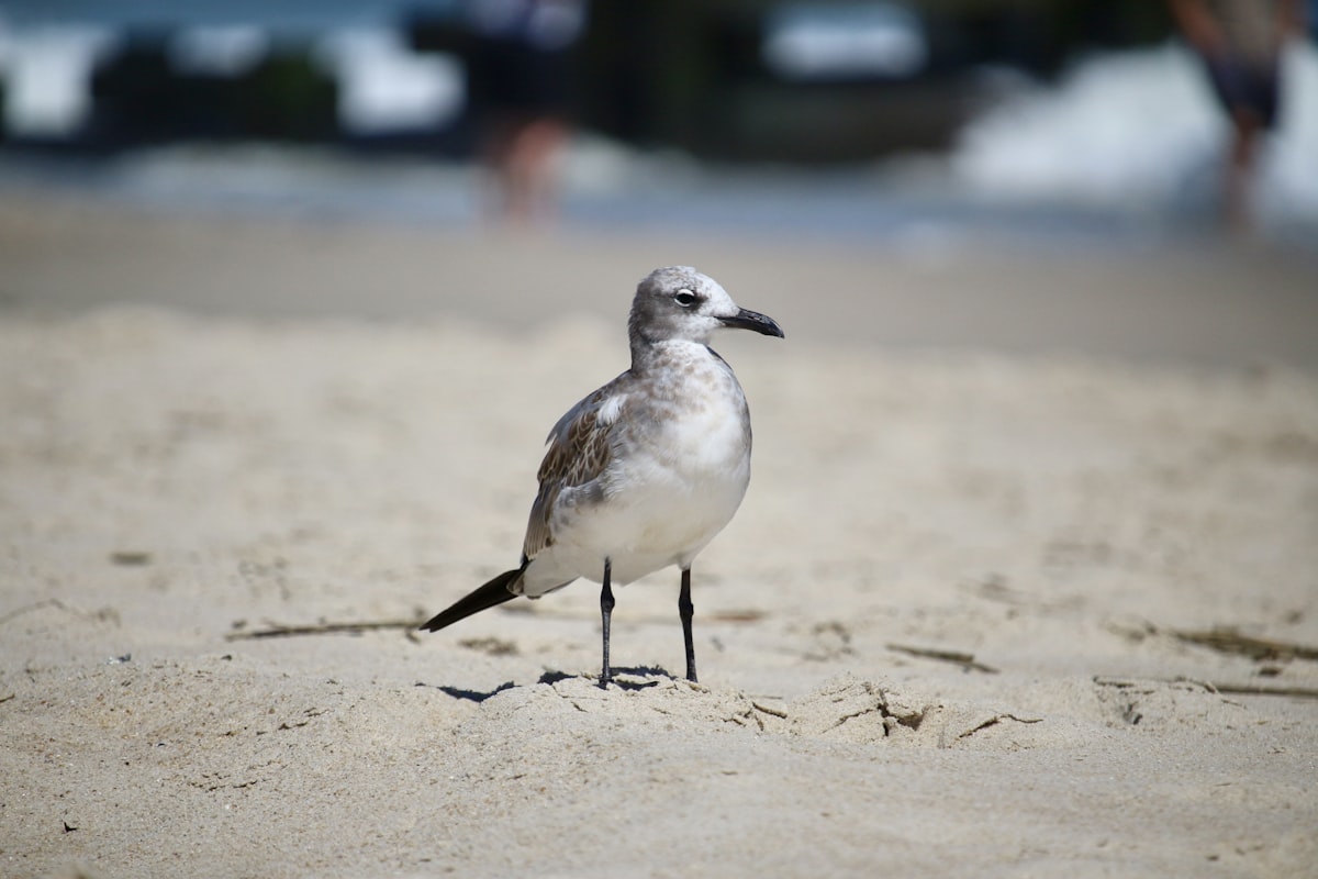 Delaware coastline — sell your mortgage note in Delaware