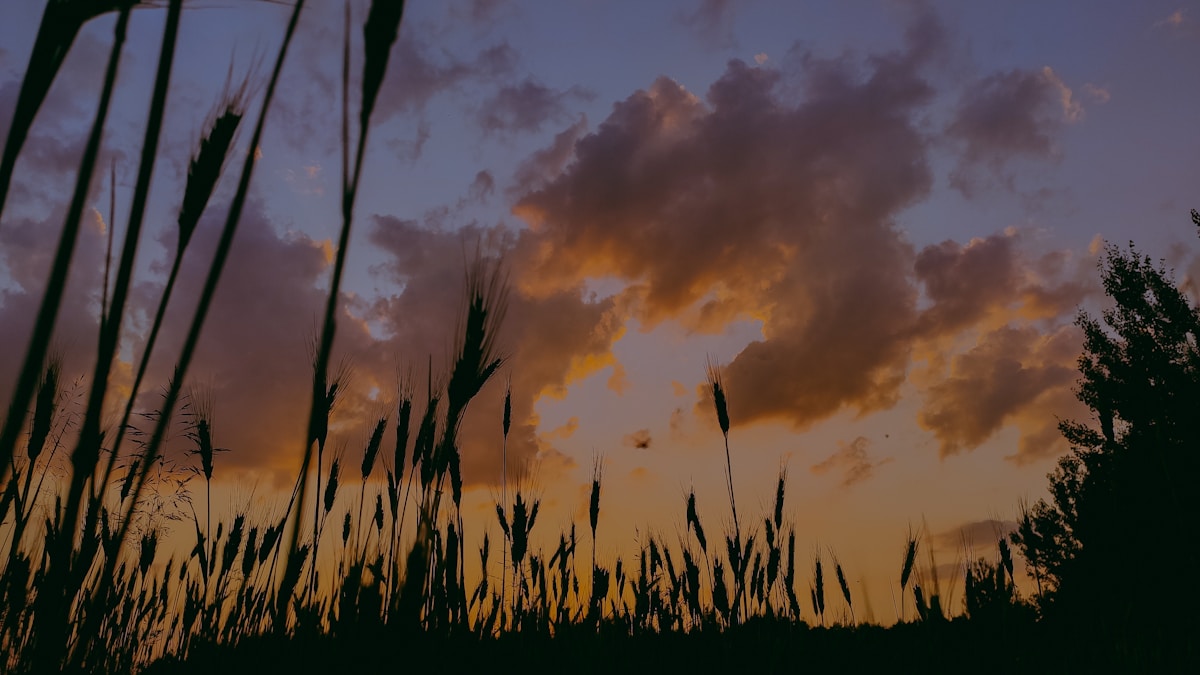 Kansas wheat field at sunset — sell your mortgage note in Kansas